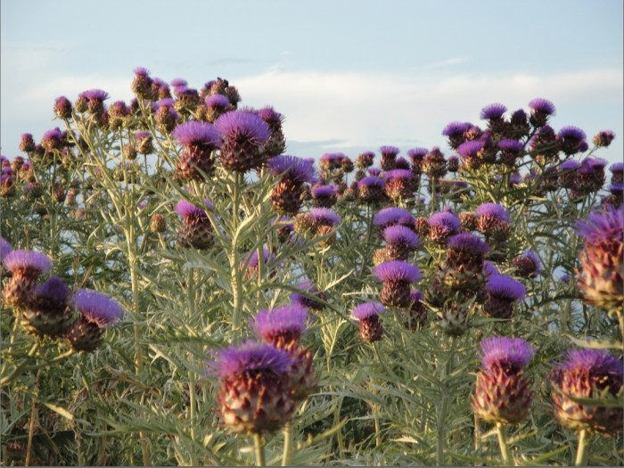 ΑΓΡΙΑΓΚΙΝΑΡΑ